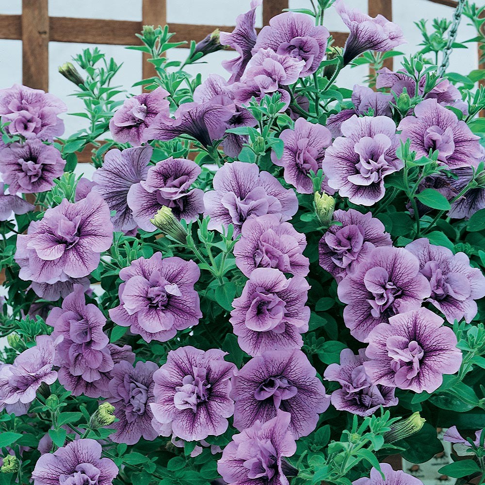 Петуния Тумбелина MIX (Petunia Tumbelina) №35 0,5л купить по 86 руб. –  Хозцентр