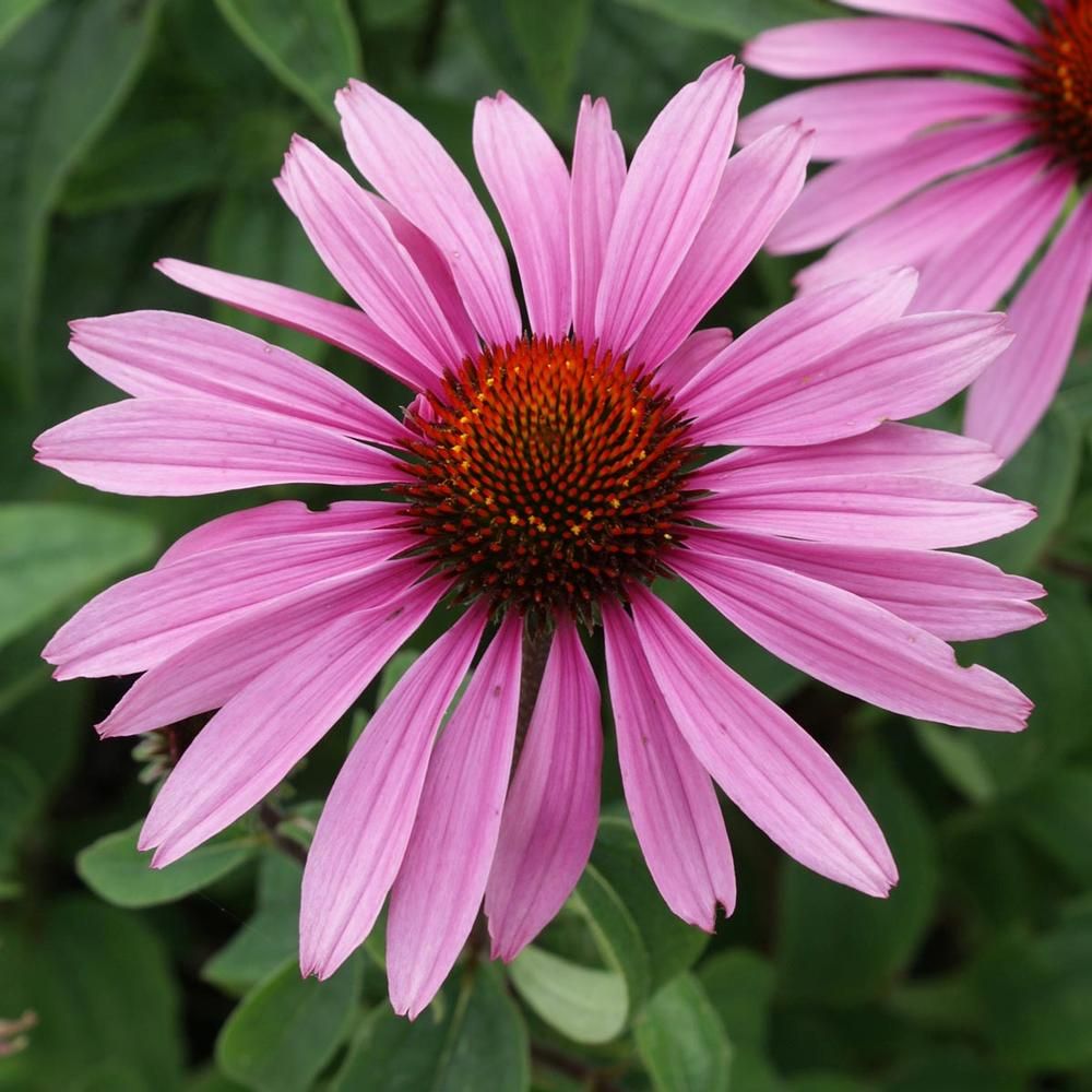 Echinacea purpurea Magnus