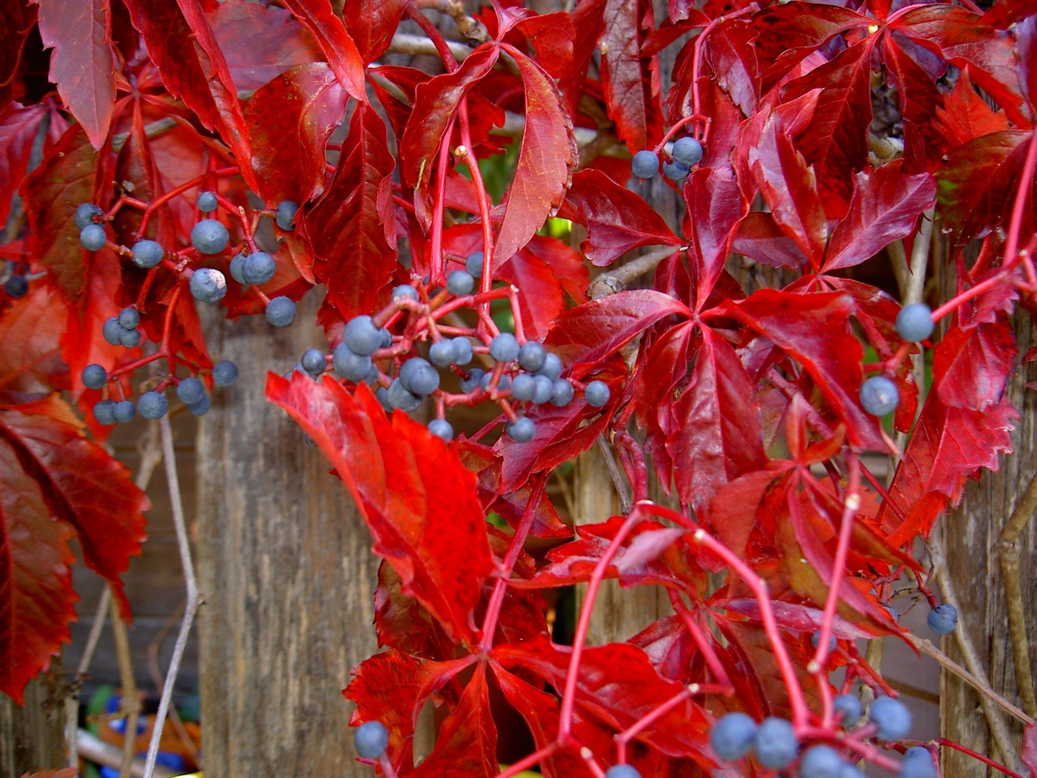 Дикая красная. Виноград девичий пятилисточковый Parthenocissus quinquefolia. Виноград девичий (Parthenocissus inserta). Девичий виноград пятилисточковый Лиана. Партеноциссус Генри девичий виноград.