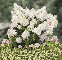 Гортензия метельчатая Бобо (Hydrangea paniculata Bobo) №71 2л