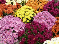 Хризантема-мультифлора Микс (Chrysanthemum Mix) (6шт)