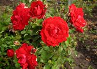 Роза канадская Шамплейн (Rose Champlain) №38 3л