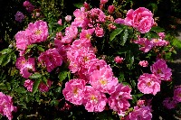 Роза канадская Вильям Баффин (Rose William Baffin) №42 3л