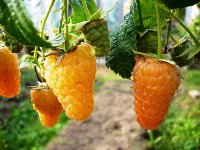Малина Оранжевое чудо ремонтантная (Rubus idaeus Orange miracle) №3 0,8л