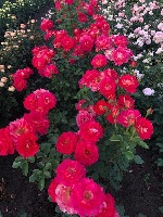 Роза плетистая  Арлекино  Сибирский сад (1шт)