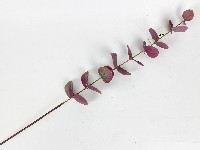 Цветок искусственный  Эвкалипт  64см