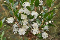Мирт обыкновенный Тарентина (Myrtus communis Tarentina) №1 0,5л