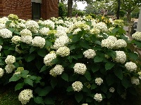 Гортензия древовидная Уайт Болл (Hydrangea arborescens White Ball ) №125 0,5л