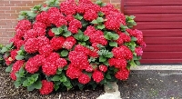 Гортензия крупнолистная Ред Барон (Hydrangea macrophylla Red Baron) №8 1л