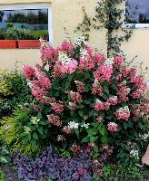 Гортензия метельчатая Пинки Винки (Hydrangea paniculata Pinky Winky) №116 2л