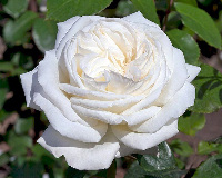 Роза чайно-гибридная  Ломоносов  Сибирский сад (1шт)