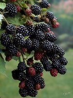 Ежевика Бестберри (Rubus fruticosus Bestberry) №13 0,8л