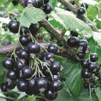 Смородина Селеченская2 черная (Ribes rubrum Selechenskaya) №2 0,8л
