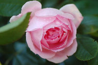 Роза канадская  Прейри Джой  Сибирский сад (1шт)
