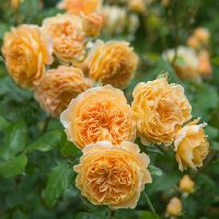 Роза английская Принцесса Маргарет (Rose Crown Princess Margareta) №136 3л
