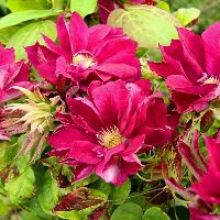 Клематис Ред Стар (Clematis Red Star) №18 0,8л