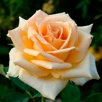 Роза чайно-гибридная  Версилия  Сибирский сад (1шт)