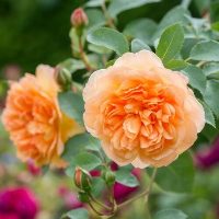 Роза английская  Грейс   Коллекционер  Сибирский сад (1шт)