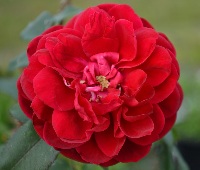Роза канадская  Квадро Венс  Сибирский сад (1шт)