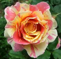 Роза чайно-гибридная  Клод Моне  Сибирский сад (1шт)