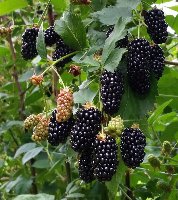 Ежевика Блэк Бьют (Rubus fruticosus Black Butte) №1 0,8л