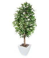 Фикус Бенджамина Даниэль (Ficus Benjamina) 0,5л