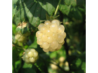 Ежевика Полар Берри (Rubus fruticosus Polar Berry) №23 0,8л