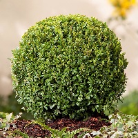 Самшит вечнозеленый (Buxus Sempervirene) №1 0,5л