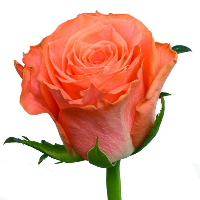 Роза Flor Hermosa Amsterdam дл.50