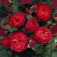 Роза английская  Роял Пиано   Коллекционер  Сибирский сад (1шт)