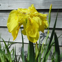 Ирис болотный Флора Плена (Iris Pseudacorus Flore Plena) №1 1,6л