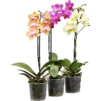 Орхидея Фален. микс 1 ст d9 h35