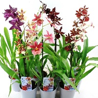 Орхидея Камбрия микс 1 ст d12 h55