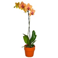Орхидея Фален. оранжевый 1ст d12 h80