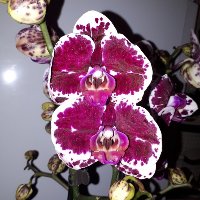 Орхидея Фален. Пурпур Райн 2 ст d12 h60