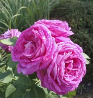 Роза канадская Васагейминг (Rose Wasagaming) №18 3л