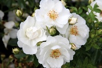 Роза канадская Морден Сноубьюти (Rose Morden Snowbeauty) №16 3л